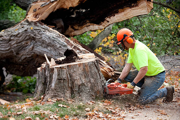 Best Emergency Storm Tree Removal  in Ladonia, AL